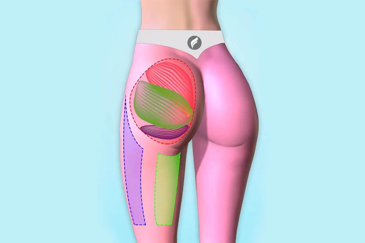 Рисунок мышц ноги человека thumbnail