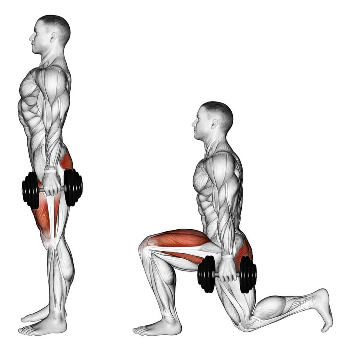 Анатомия мышц ног полный разбор мышц + лучшие упражнения для их развития