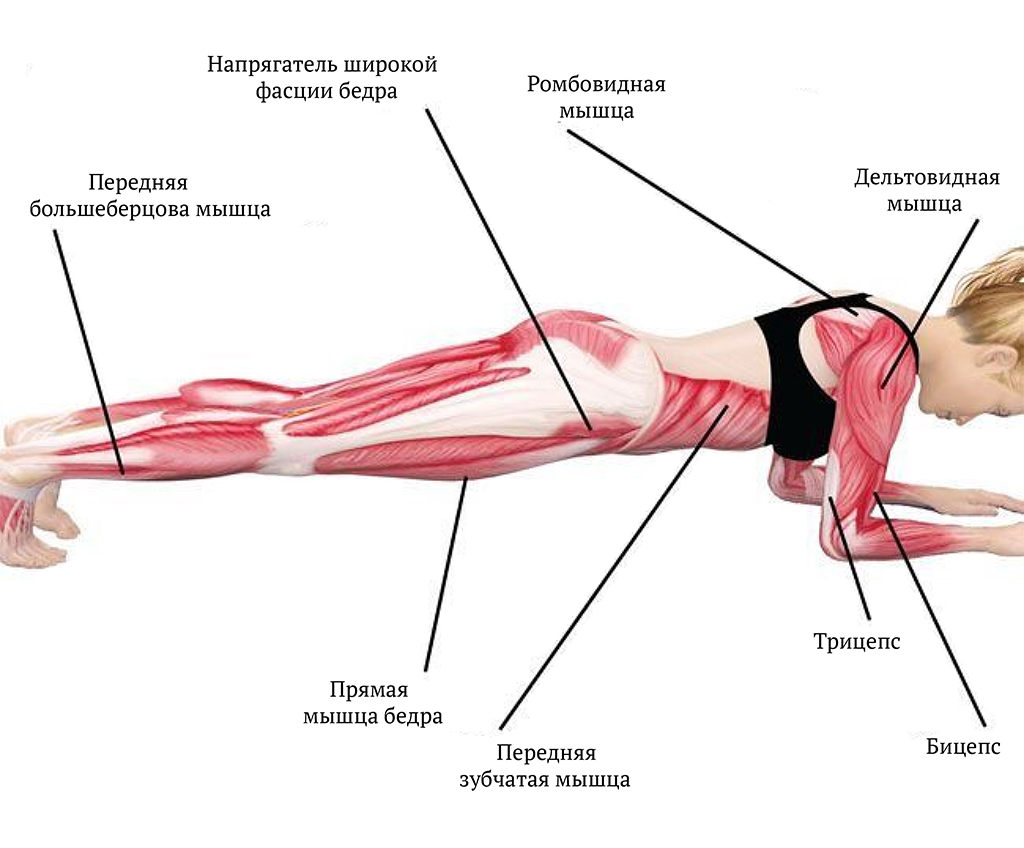 Как делать планку мужчинам. Планка мышцы задействованы. План упражнений. Планка упражнение для спины. Планка упражнение мышцы.